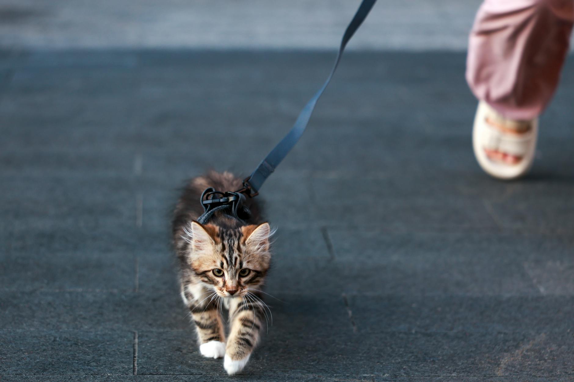 New Pet Owner Email Marketing: The Welcome Series That Builds Lifelong Brand Loyalty